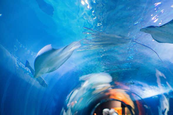 Biglietti per l'Aquarium of the Bay