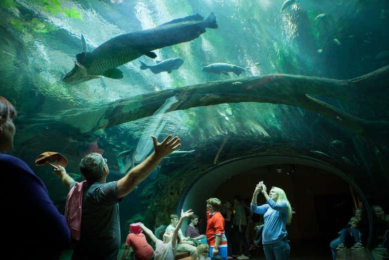 Acquario dell'Accademia delle Scienze della California