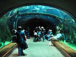 Academy of Science, acquario