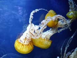 Aquarium of the Bay, meduse