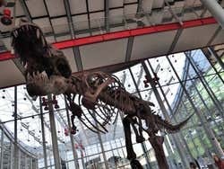 California Academy Of Sciences