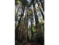 Muir Woods, sequoie giganti