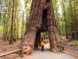 Yosemite e le sue sequoie giganti