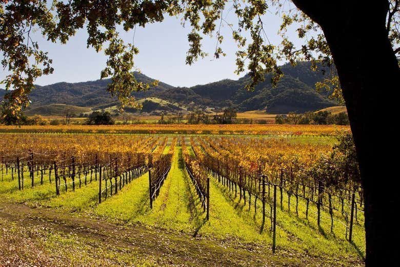 Vigneti della valle di Napa