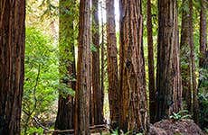Guida di San Francisco