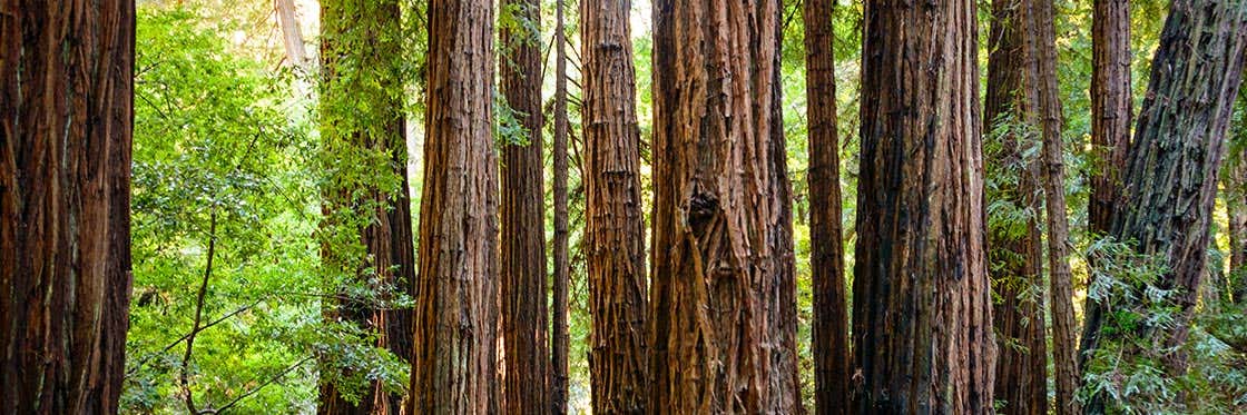 Muir Woods